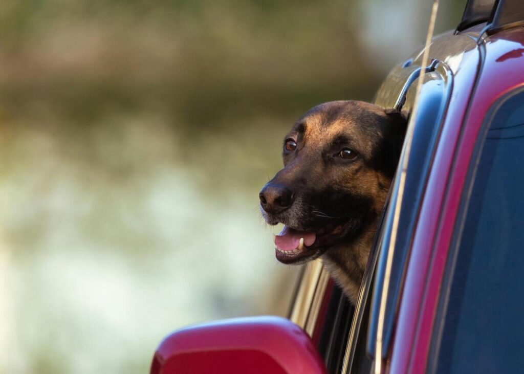 Strutture ricettive pet friendly