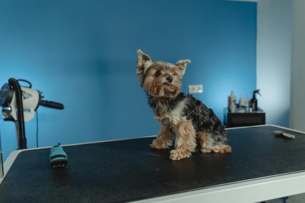Strutture ricettive pet friendly